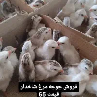 فروش جوجه مرغ شاخدار|حیوانات مزرعه|یزد, |دیوار