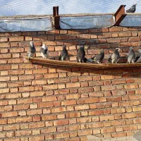 بخاطر زیاد بودن کمبود جا حدود۲۰ عدد هستن