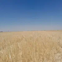 شراکت در کاشت