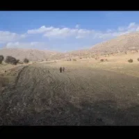 یک هکتار زمین دیم