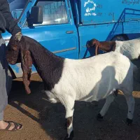 بز پاکستانی اصیل  ابستن|حیوانات مزرعه|انبارآلوم, |دیوار