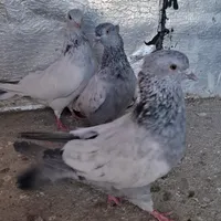 کبوتر سینه آبی سرخ سبز سیاه|پرنده|صدرا-فارس, |دیوار