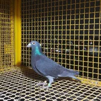 کبوتر پلاکی|حیوانات|تالش, هشتپر|دیوار