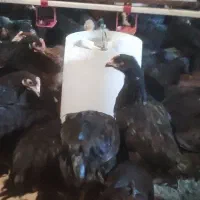 تاقچه جوجه گلپایگان مرغ خروس سیاه جهادی 4ماهه|حیوانات مزرعه|مشهد, ویلاشهر|دیوار