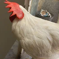 خروس|پرنده|مشهد, پروین اعتصامی|دیوار