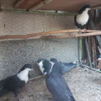 کفترریشوگلابی