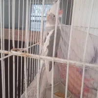 عروس هلندی|پرنده|سیدآباد, |دیوار