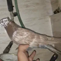 کفتر نر