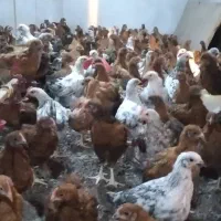 جوجه و مرغ|حیوانات مزرعه|اندیمشک, |دیوار