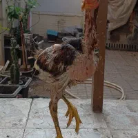 مرغ و خروس و جوجه و تخم لاری اصیل افغان|حیوانات مزرعه|قائمشهر, |دیوار