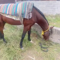 اسب دارم نجیب عرب کرد|اسب و تجهیزات اسبسواری|ماسال, |دیوار