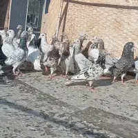 تعدادی هفرنگ نر