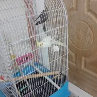 عروس هلندی جفت