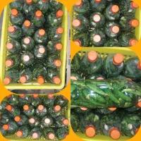 طلای سبز،قیمت باور نکردنی(خیارشور بطری)|خوردنی و آشامیدنی|بهار, |دیوار