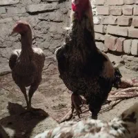 تخم لاری نسل دار|حیوانات مزرعه|خوی, |دیوار