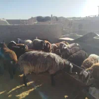 بره نر|حیوانات مزرعه|اصفهان, ورزشگاه نقش جهان|دیوار