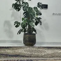 گل برگ انجیری