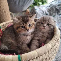 مجموعه‌ای بی‌نظیر از گربه‌های نژاددار و خاص|گربه|تهران, اسکندری|دیوار