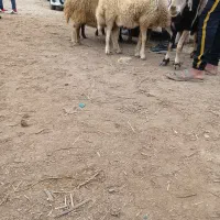 قوچ وبره قوچ