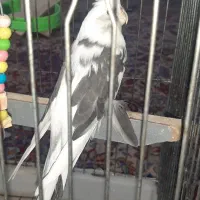 پرنده
