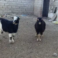 حیوانات مزرعه|حیوانات مزرعه|اردبیل, |دیوار