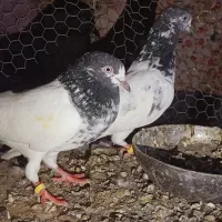 سه جفت نر ماده پرشی جواب داده|پرنده|ایرانشهر, |دیوار