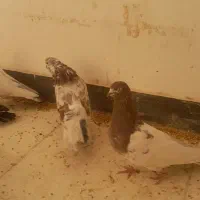 کفتر کله الماسی کینگ سایز|پرنده|فردیس, شهرک ناز|دیوار