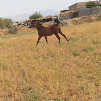 اسب|اسب و تجهیزات اسبسواری|دهدشت, |دیوار