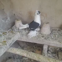 کبوتر|پرنده|تبریز, |دیوار