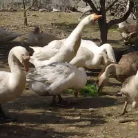 قوغازلیندا|حیوانات مزرعه|ساری, |دیوار