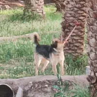 سگ ژرمن ماده  فهل