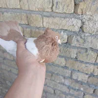 کبوتر سینه ای|پرنده|شیراز, پودنک|دیوار