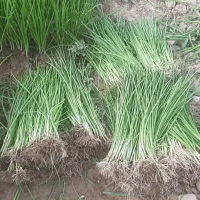 نشا پیاز|خدمات باغبانی و درختکاری|اسفرورین, |دیوار