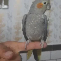 عروس هلندی دستی