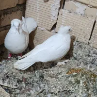 سفید دم چتری زینتی