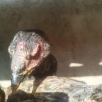 جوجه مرغ لاری اصل معاوضه با یه جفت بوقلمون نر ماده