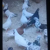 کبوتر پرشی