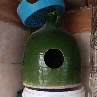 کل اب ابخوری کفتر