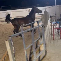 اسب درهشوری