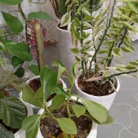 گلهای طبیعی|گل و گیاه طبیعی|دره شهر, |دیوار