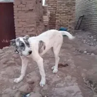 سگ گمشده|حیوانات|سبزوار, شهدا|دیوار