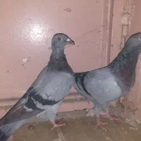 ده عدد کفتر برا نوبازی قیمت مناسب|پرنده|گلبهار, بیزکی|دیوار