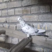 کفتر،کبوتر نر