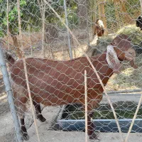 گوسفندپاکستانی|حیوانات مزرعه|جیرفت, |دیوار