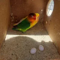 طوطی برزیلی|پرنده|خنداب, |دیوار
