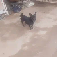 سگ پاکوتاه|سگ|نیشابور, دارایی|دیوار