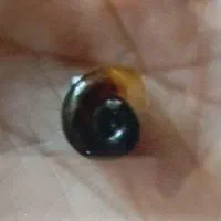 حلزون آکواریوم