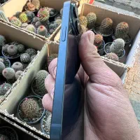 ایفون ۱۴|موبایل|ری, بازار گل خاوران|دیوار