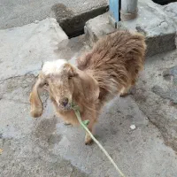 فروش بزغاله ماده در شوش