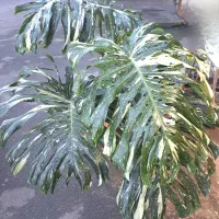 گل گیاه|گل و گیاه طبیعی|تهران, وردآورد|دیوار